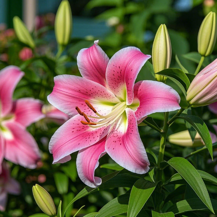Črna magična lilija 🌺Čebuljice parfumskih lilij – sveže in sladke-SI