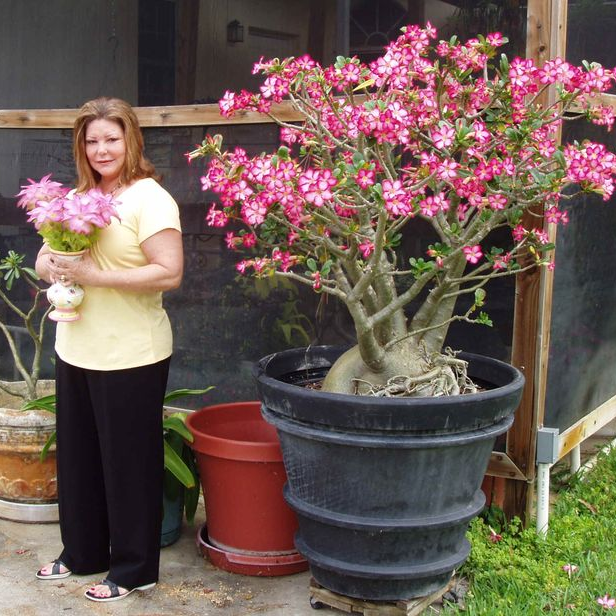 🎁Dykumos rožių svogūnėliai🌵Labai lengva prižiūrėti! 🌸Adenium Obesum svogūnėliai-LT