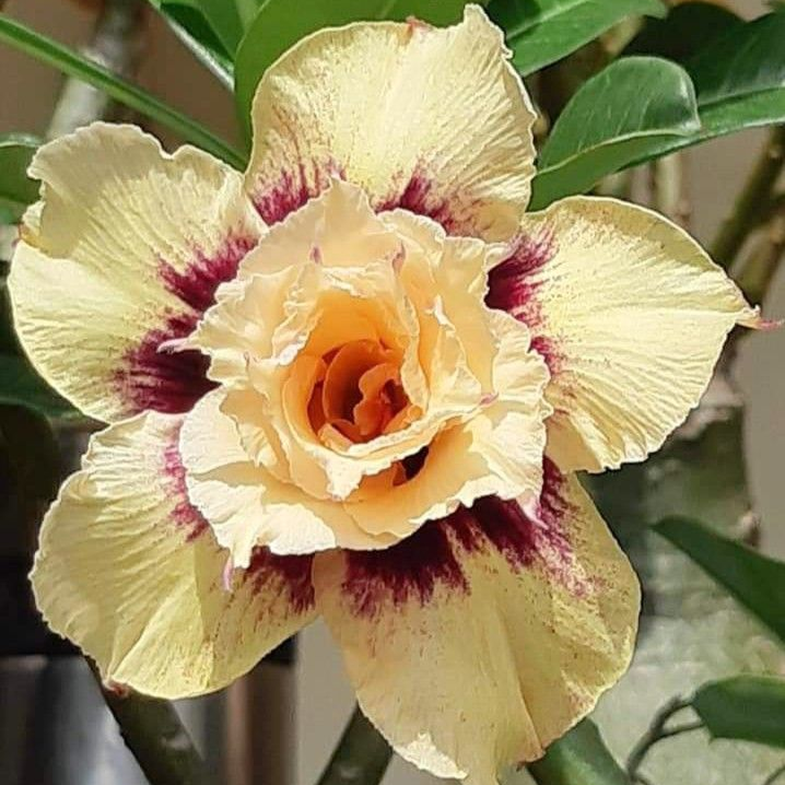 🎁Dykumos rožių svogūnėliai🌵Labai lengva prižiūrėti! 🌸Adenium Obesum svogūnėliai-LT