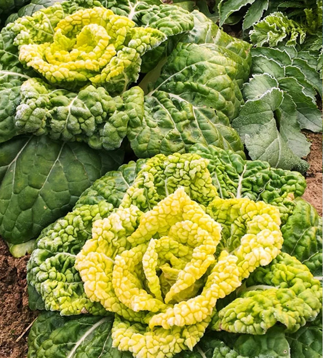 Brassica Narinosa sėklos (WuTat Choy)-LT