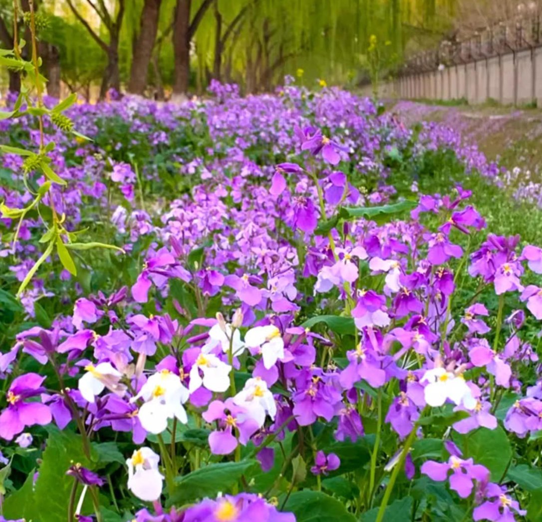 💜Februarska semena orhidej | Infinity Purple Sea-SI
