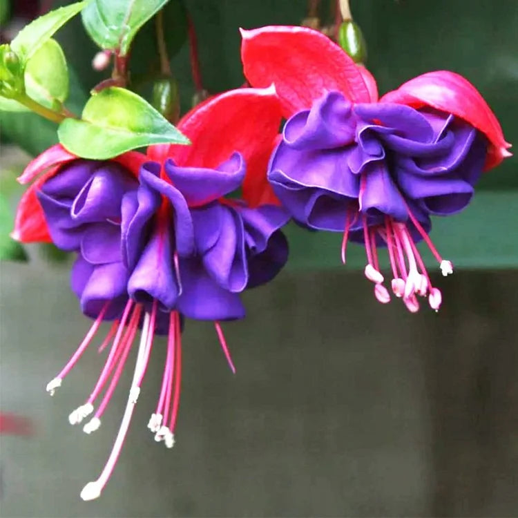 🌺Fuksijos sėklos - Žibinto žiedas-LT