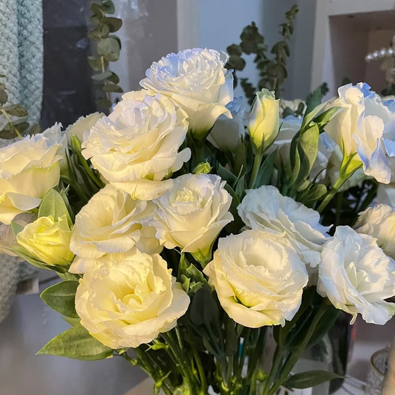🔥Zadnji dan prodaje💝Eustoma Thornless Rose💐Semena Lisianthusa-SI