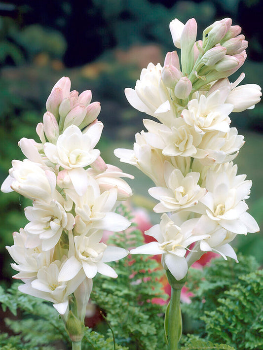 Dviguba tuberoza 🌸 - Didelis svogūninis žiedas-LT