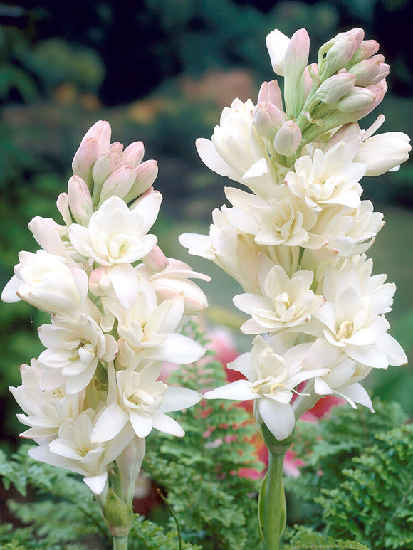 Dvojna tuberoza 🌸 - Velik čebulast cvet-SI