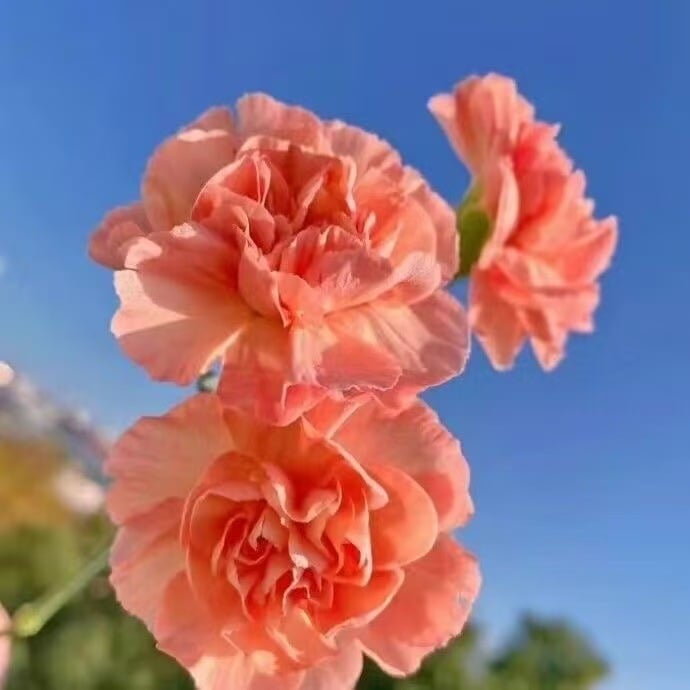 Dišeči vrtni čar – Gojite klasične nageljne, ki navdušijo vsako sezono🌺-SI