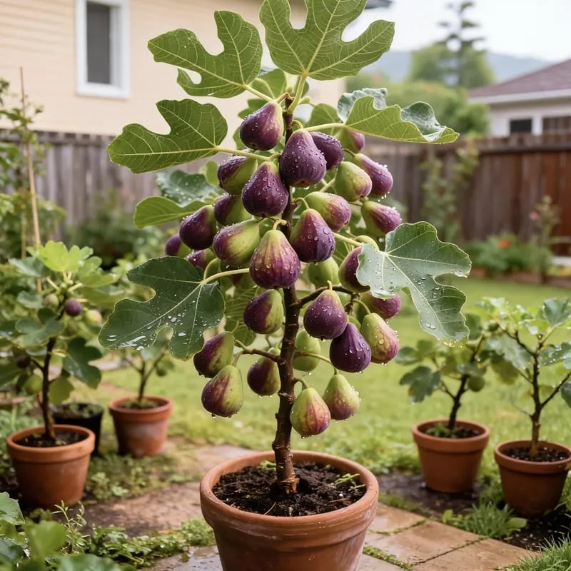 🏆Prodanih več kot 65.000!🌿Semena fig – enostavna za gojenje na terasi in balkonu doma-SI