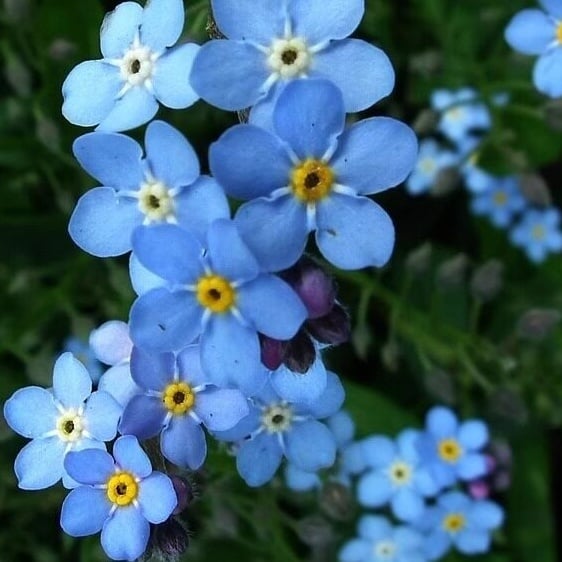 Semena modre spominske pozabljice – kakovostno preizkušeno cvetje za podeželski vrt 🌿💙-SI