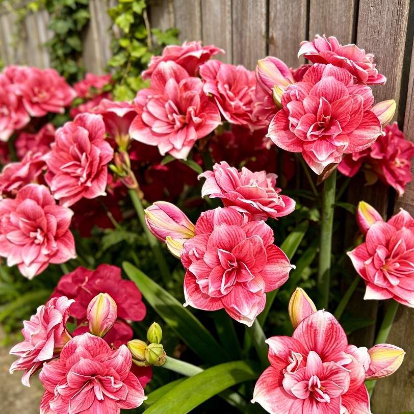 🌺Dvigubos amarilės su gėlių kvapu – žydi per 40 dienų-LT