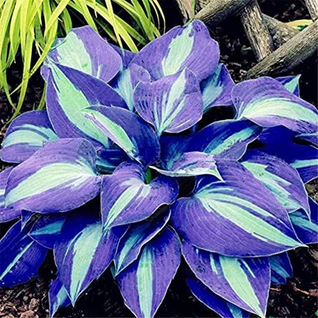 🍃Σπάνιοι Πολύχρωμοι Σπόροι Hosta-GR