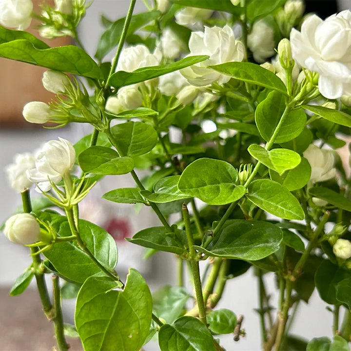 ZADNJI DAN PROMOCIJA 35 % POPUSTA 🌸 Lončnica jasmina (🌱Zagotovljeno preživetje: Brezplačna zamenjava🌿)-SI