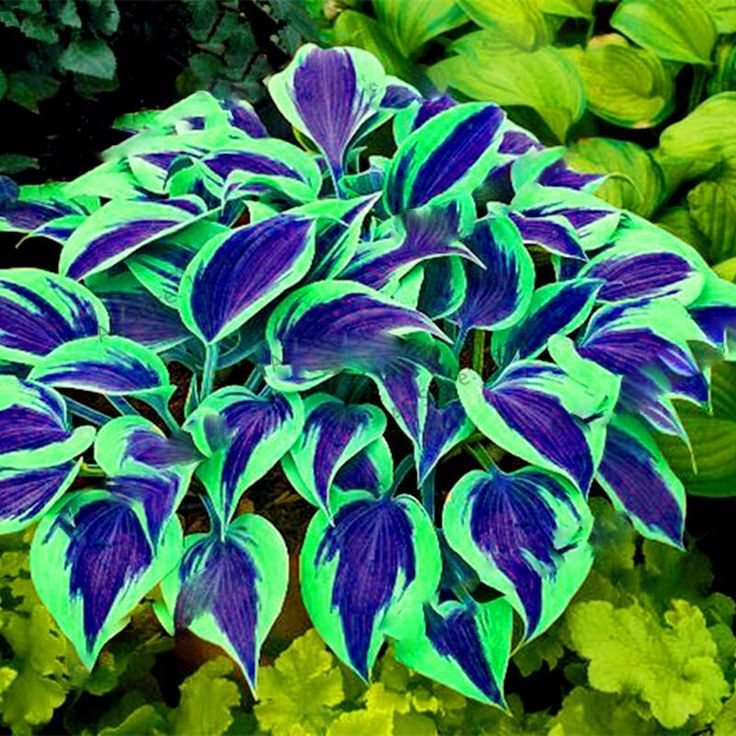 🍃Σπάνιοι Πολύχρωμοι Σπόροι Hosta-GR