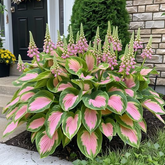 Hardy Beauty: Hosta cveti, odporni na senco in mraz-SI