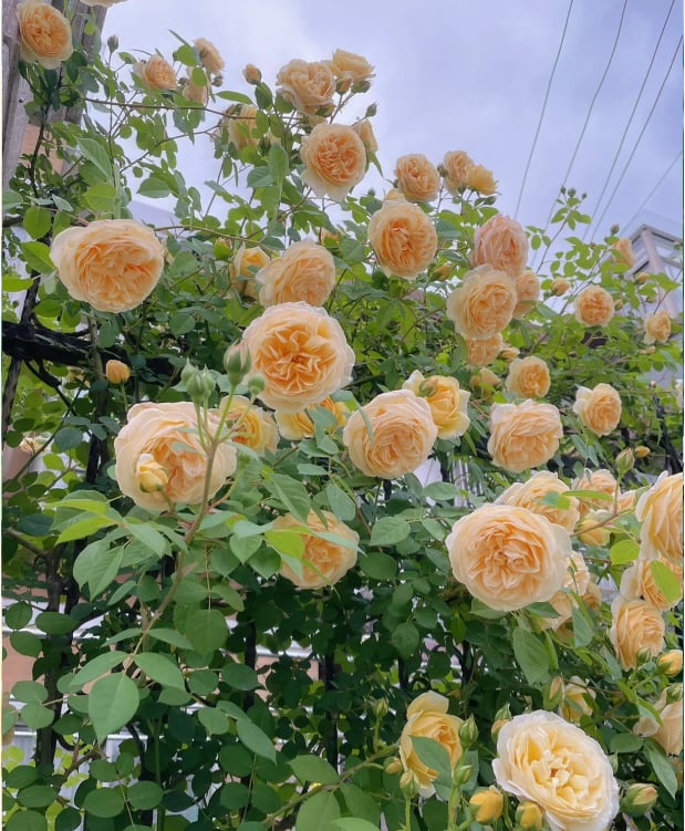 🌺 Laipiojančios rožių sėklos-LT