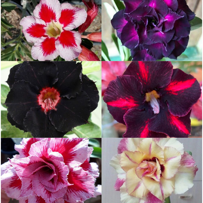 🎁Čebulice puščavskih vrtnic🌵Zelo enostavne za nego! 🌸Čebulice Adenium Obesum-SI