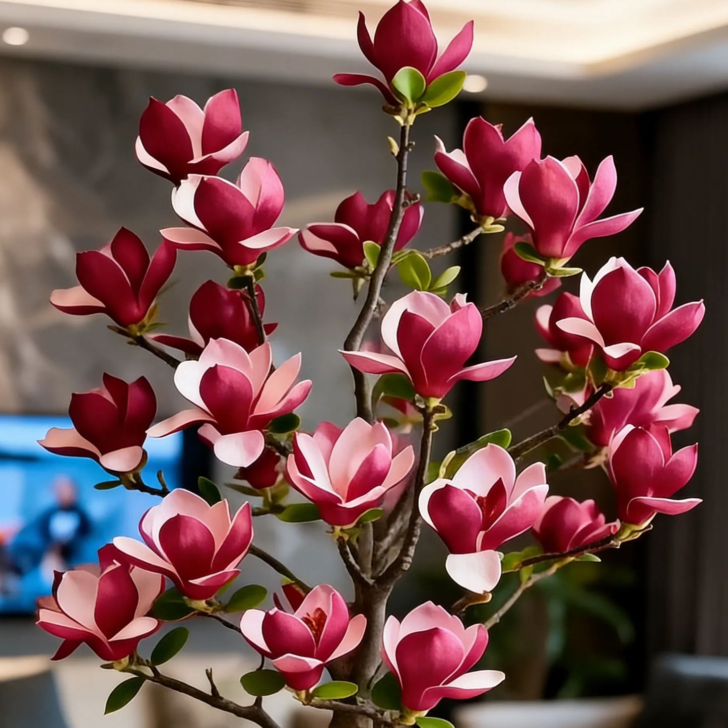 Čebulice Magnolia liliiflora (vijolične orhideje) 🌸 Cvetovi skrivajo liste, vonj napolnjuje zrak-SI