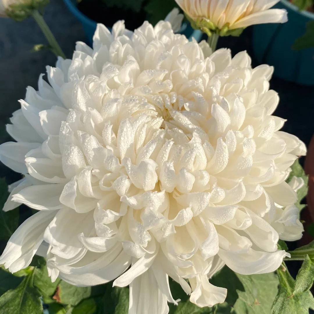 🌺Flor de la Elegancia🌼Semillas de Crisantemo Gigante-ES