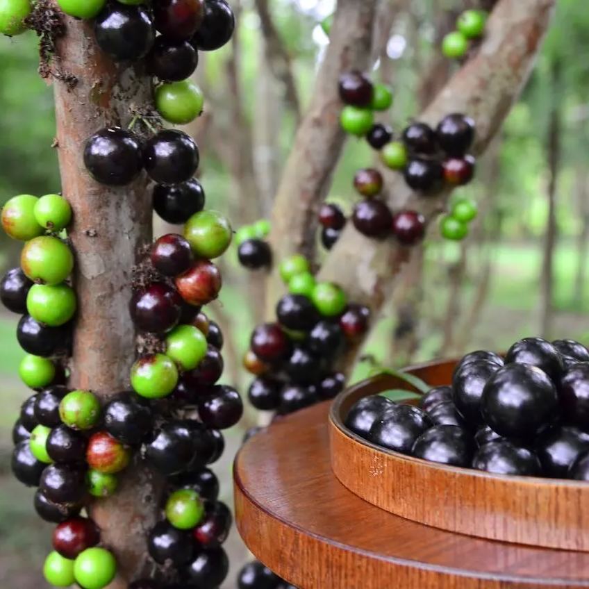 Σπόροι σταφυλιού Jabuticaba-GR