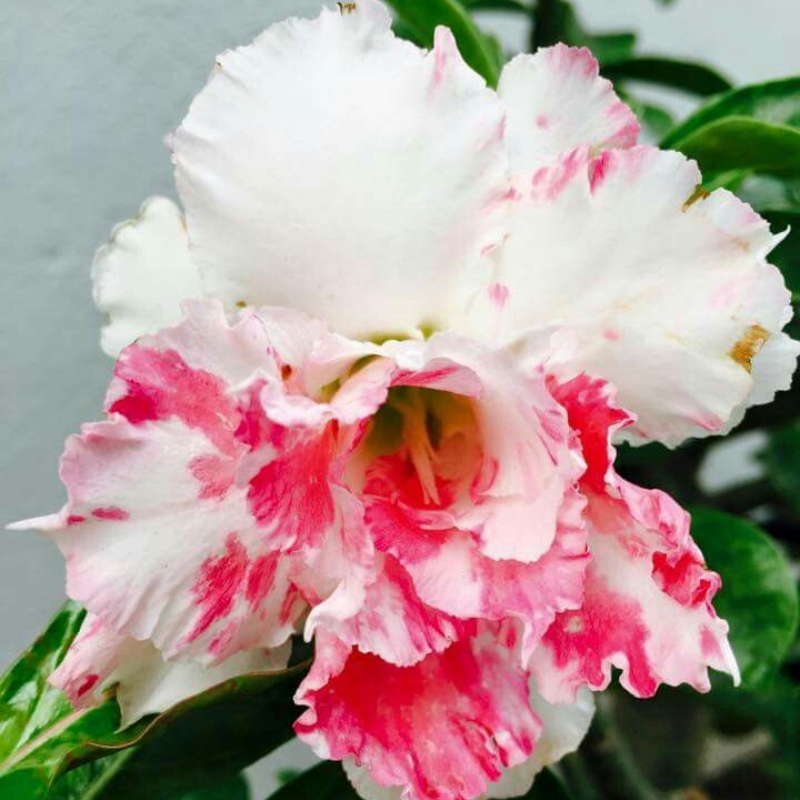 🎁Dykumos rožių svogūnėliai🌵Labai lengva prižiūrėti! 🌸Adenium Obesum svogūnėliai-LT