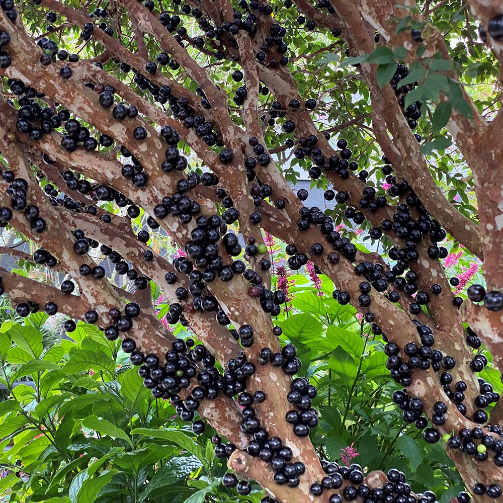 Σπόροι σταφυλιού Jabuticaba-GR