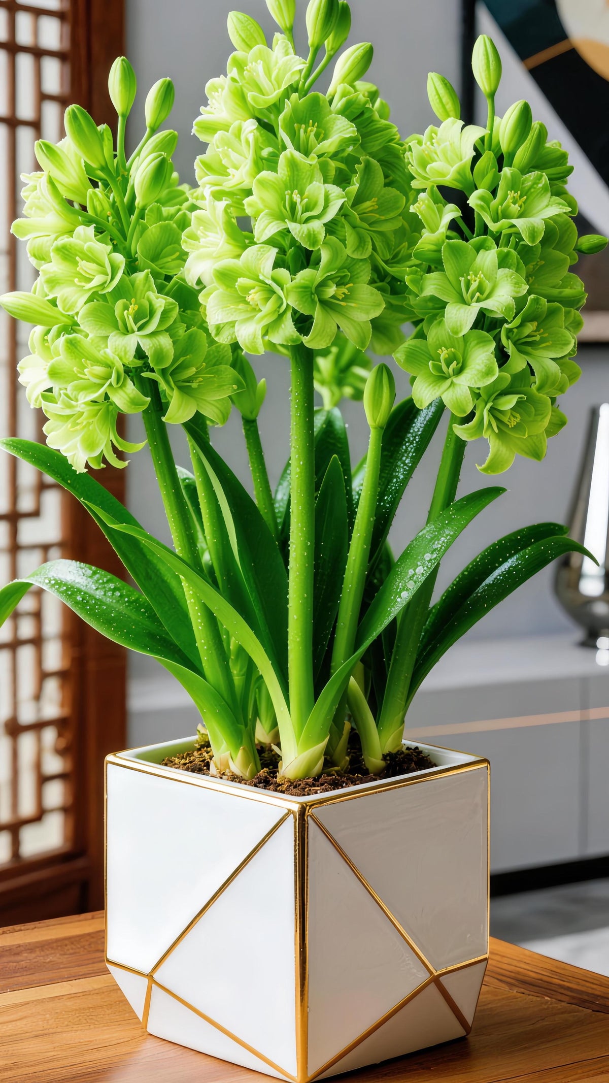 🌼 Dvojne čebulice tuberoze – živahen vonj za vaš vrt-SI