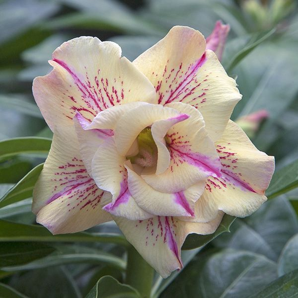 🎁Čebulice puščavskih vrtnic🌵Zelo enostavne za nego! 🌸Čebulice Adenium Obesum-SI