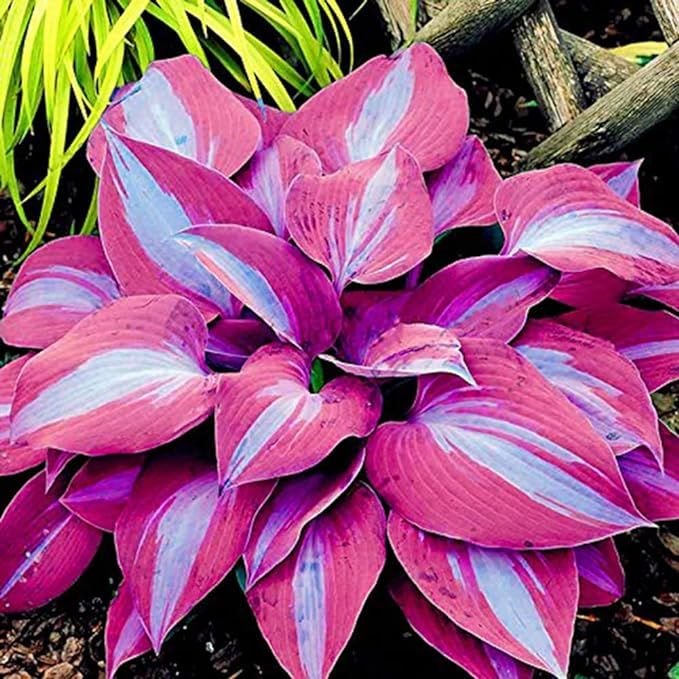 🍃Σπάνιοι Πολύχρωμοι Σπόροι Hosta-GR