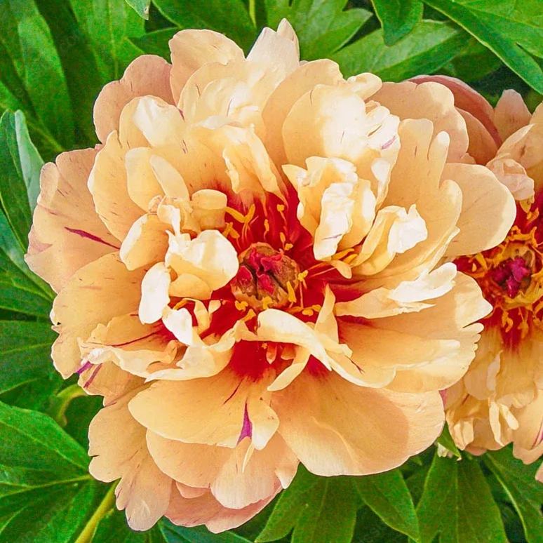 🌸 Σπάνιοι Βολβοί Αναρριχώμενης Παιώνιας🪴 Μεγάλα, διπλά άνθη, ανθεκτικό στον παγετό πολυετές, εύκολο στην καλλιέργεια, ένα αγαπημένο φυτό κήπου-GR