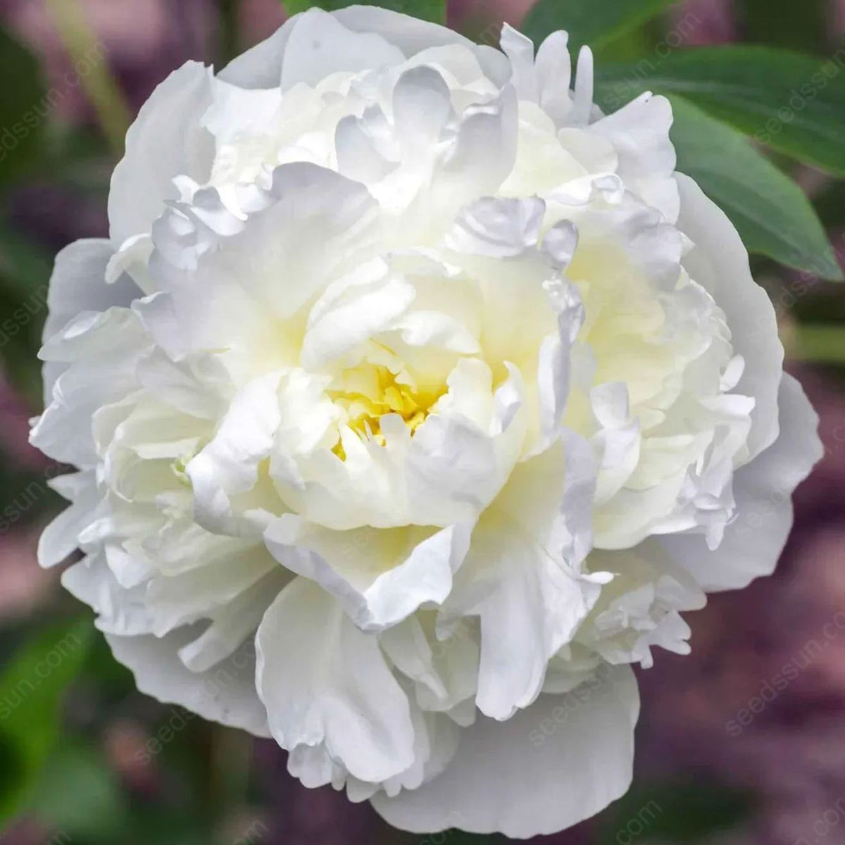🌸 Vzpenjajoča se potonika, trajnica, odporna proti zmrzali, za notranjo in zunanjo lepoto-SI
