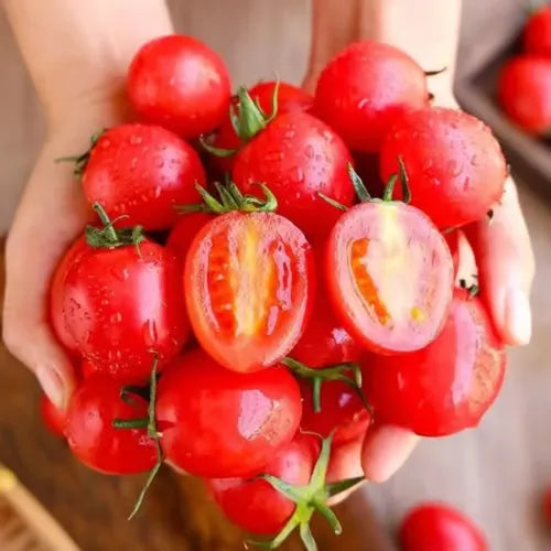 🍅🍅Semena pritlikavih paradižnikov v lončkih-SI