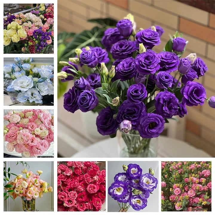 🔥Zadnji dan prodaje💝Eustoma Thornless Rose💐Semena Lisianthusa-SI