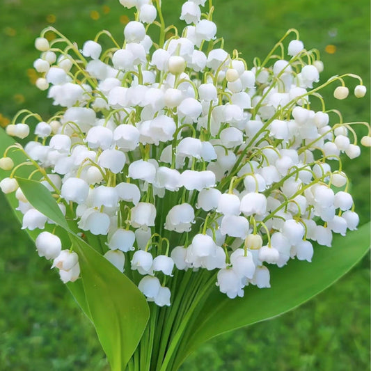 💐 PASLĖNIO LELIJA – ATĖJA LAIMĖ-LT