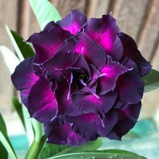 🎁Dykumos rožių svogūnėliai🌵Labai lengva prižiūrėti! 🌸Adenium Obesum svogūnėliai-LT