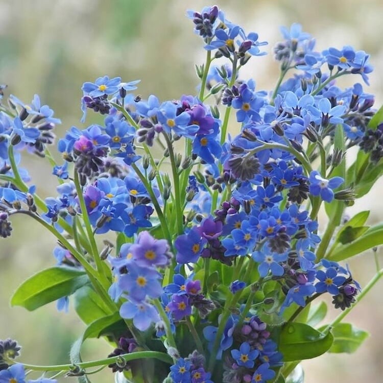 Semena modre spominske pozabljice – kakovostno preizkušeno cvetje za podeželski vrt 🌿💙-SI