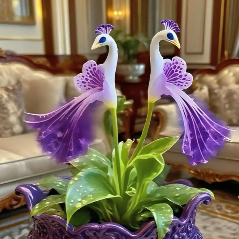 🦚 Povo orchidėja-LT