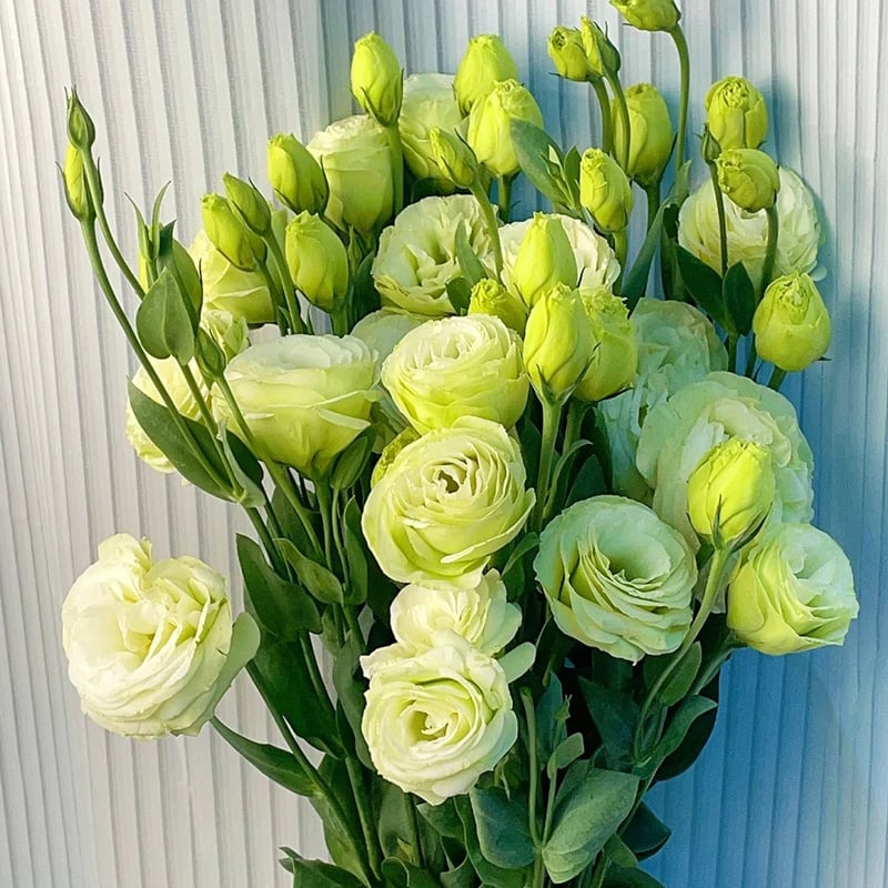 🔥Paskutinė išpardavimo diena💝Eustoma bespygliuočių rožė💐Lisianthus sėklos-LT