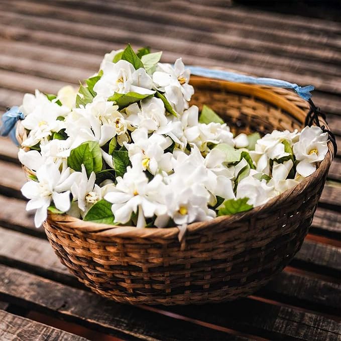 🌸Žiemą kabantis jazminas – svajonių kambarinis augalas🌿❄️-LT