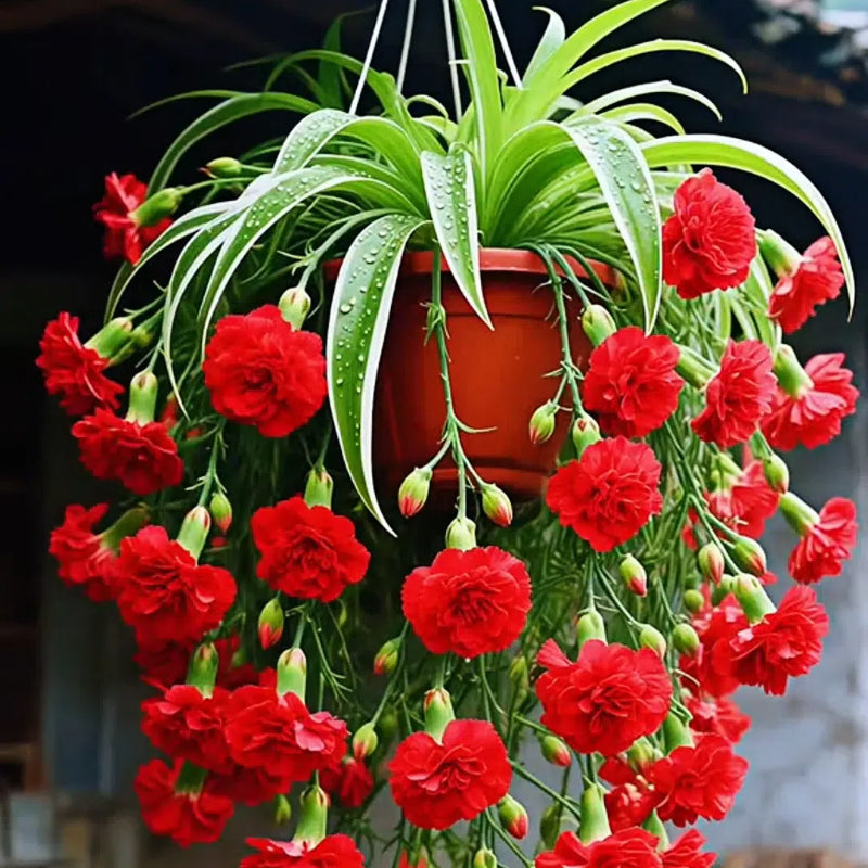 Σπόροι/Βολβοί Φυτού Αράχνης Grand Bloom 💐 Το Κρεμαστό Αριστούργημα Χρώματος & Χάρης της Φύσης-GR