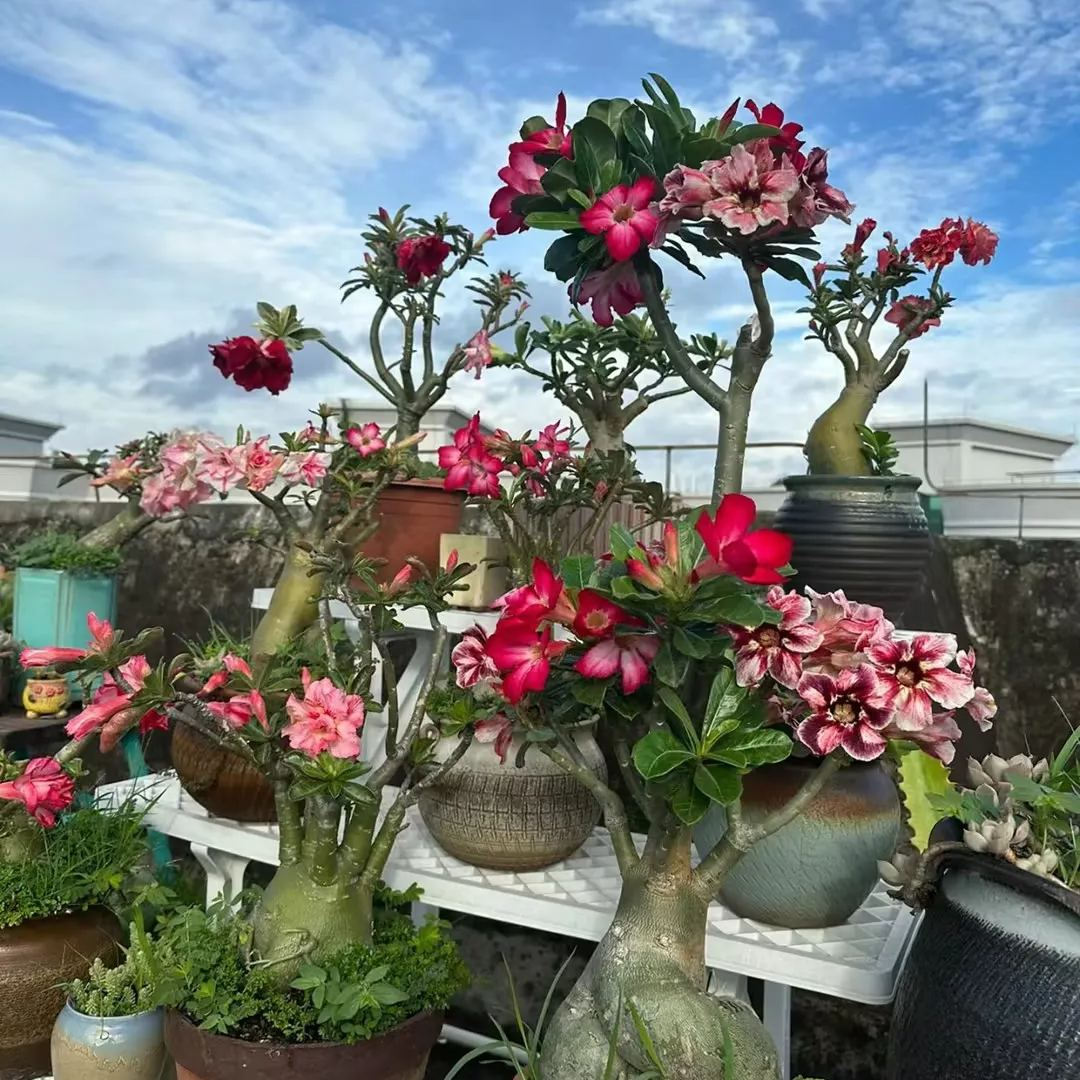 🎁Čebulice puščavskih vrtnic🌵Zelo enostavne za nego! 🌸Čebulice Adenium Obesum-SI
