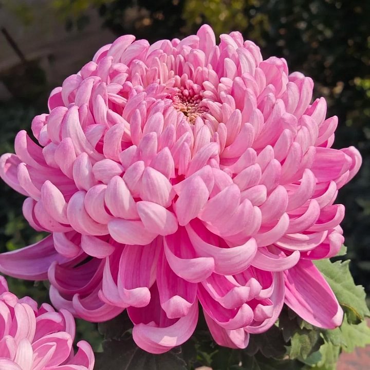 🌺Flor de la Elegancia🌼Semillas de Crisantemo Gigante-ES