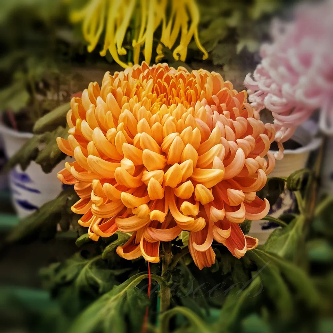 🌺Elegances zieds🌼Milzu krizantēmu sēklas-LV