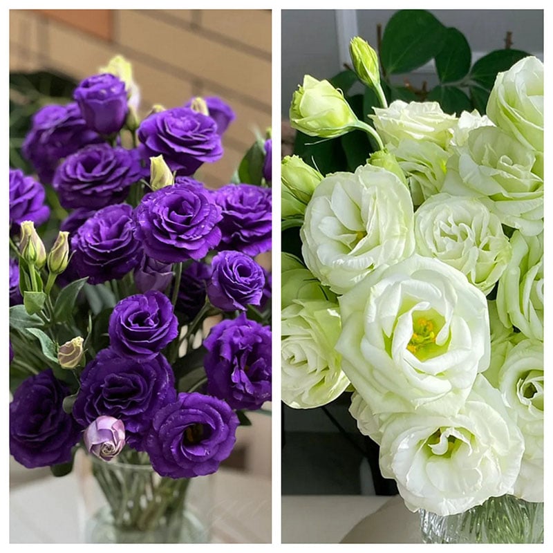 🔥Zadnji dan prodaje💝Eustoma Thornless Rose💐Semena Lisianthusa-SI