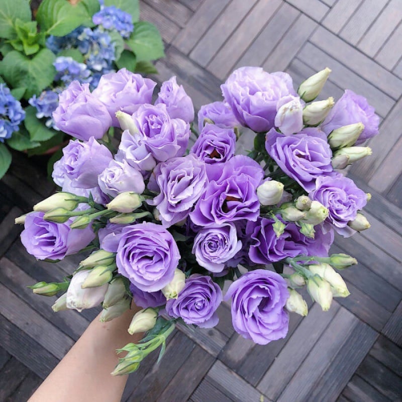 🔥Zadnji dan prodaje💝Eustoma Thornless Rose💐Semena Lisianthusa-SI