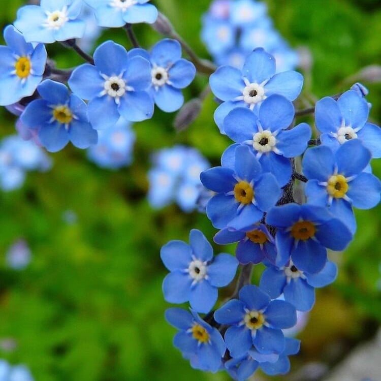 Semena modre spominske pozabljice – kakovostno preizkušeno cvetje za podeželski vrt 🌿💙-SI