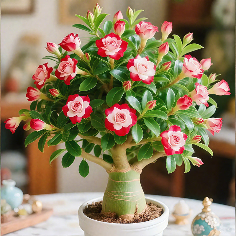 🌵🌺Čebulice puščavskih vrtnic-SI
