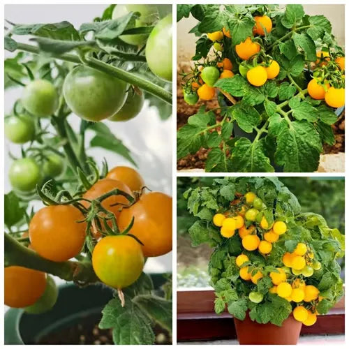 🍅🍅Semena pritlikavih paradižnikov v lončkih-SI