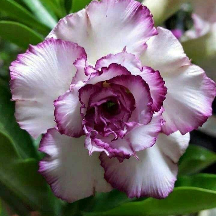 🎁Čebulice puščavskih vrtnic🌵Zelo enostavne za nego! 🌸Čebulice Adenium Obesum-SI