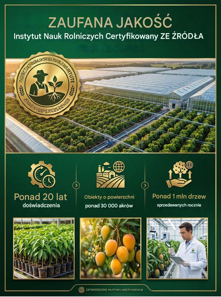 [1–2 metų rezultatai] Nykštukiniai skiepyti mango daigai be GMO-LT