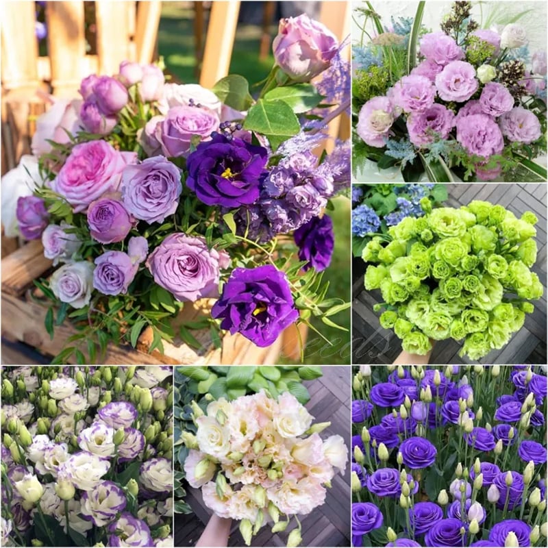 🔥Zadnji dan prodaje💝Eustoma Thornless Rose💐Semena Lisianthusa-SI