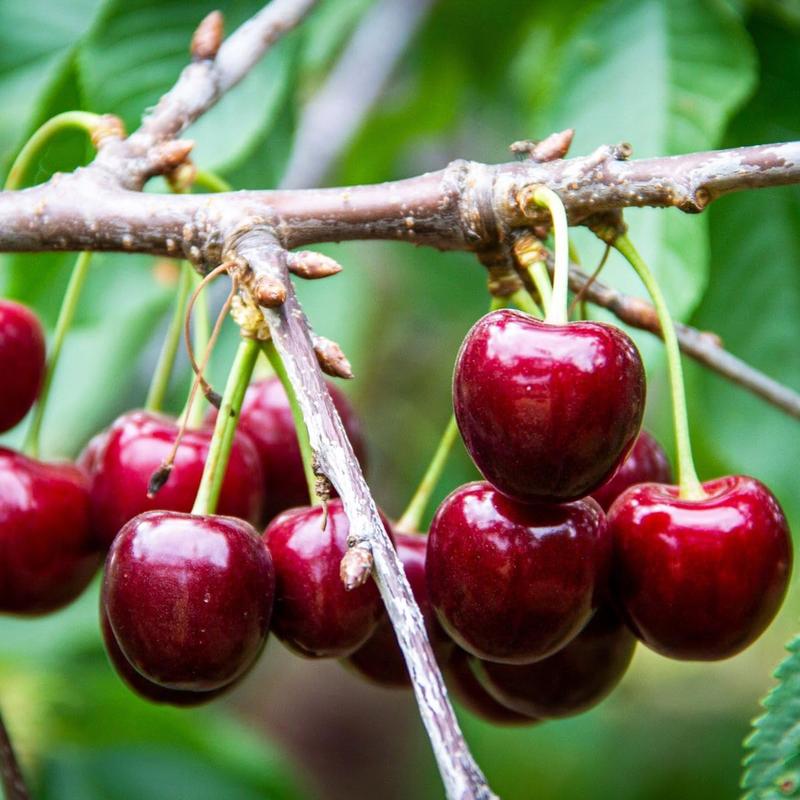 🍒 (Nova letina) Semena sladke češnje 🌿Predhodno pripravljena za visoko kalivost (99 % kalivost)-SI